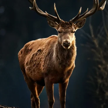 c005aabe-436c-4b81-9f74-36805d678954_RedDeer