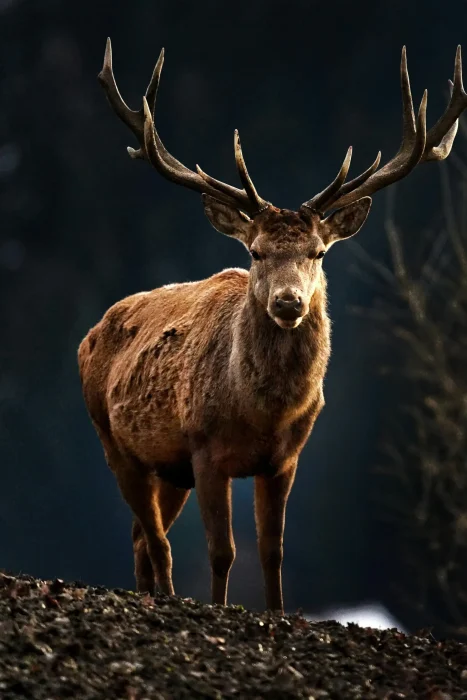 c005aabe-436c-4b81-9f74-36805d678954_RedDeer